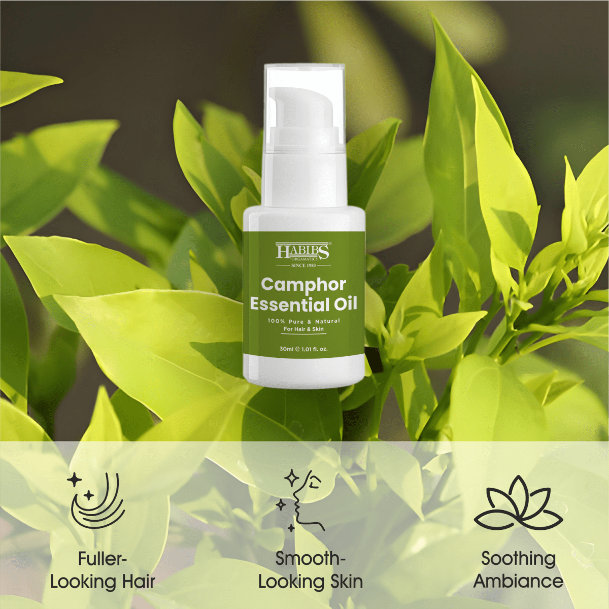 Camphor Essential Oil - Habibs Orgamatics